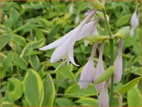 Hosta 'Antioch'