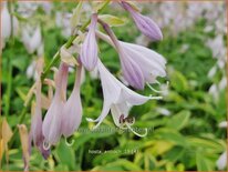 Hosta 'Antioch'