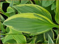 Hosta 'Antioch'