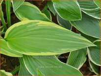 Hosta 'Antioch'