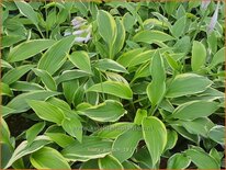 Hosta 'Antioch'