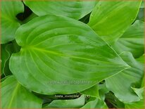 Hosta 'Invincible'