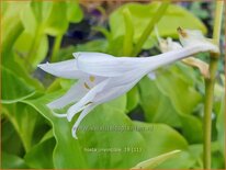 Hosta 'Invincible'