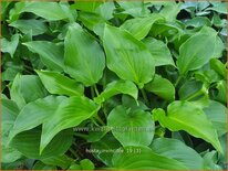 Hosta 'Invincible'