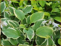 Hosta &#39;Robert Frost&#39;