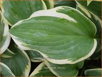 Hosta &#39;Robert Frost&#39;