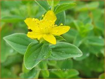 Hypericum tetrapterum