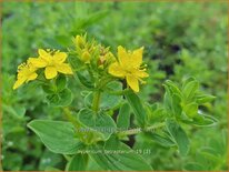 Hypericum tetrapterum