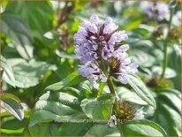 Mentha spicata 'Zitronenminze'