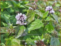 Mentha spicata 'Zitronenminze'