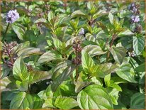 Mentha spicata 'Zitronenminze'