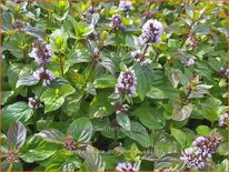 Mentha spicata 'Zitronenminze'