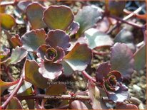 Sedum spurium 'Purple Winter'