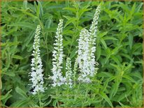 Veronica longifolia &#39;Alba&#39;