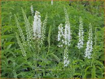 Veronica longifolia &#39;Alba&#39;