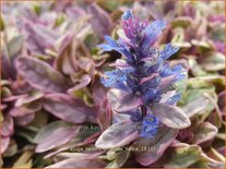 Ajuga tenorii &#39;Princess Nadia&#39;