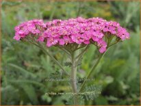 Achillea millefolium &#39;New Vintage Rose&#39;