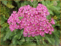 Achillea millefolium 'New Vintage Rose'