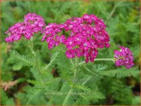 Achillea millefolium 'New Vintage Violet'