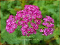 Achillea millefolium 'New Vintage Violet'