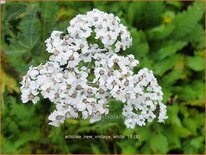 Achillea millefolium 'New Vintage White'