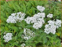 Achillea millefolium 'New Vintage White'