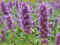 Agastache &#39;Beelicious Purple&#39;