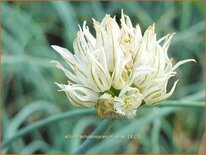 Allium schoenoprasum 'Elbe'