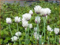 Allium schoenoprasum 'Elbe'