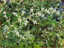 Artemisia lactiflora 'Weiße Dame'