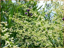 Artemisia lactiflora 'Weiße Dame'