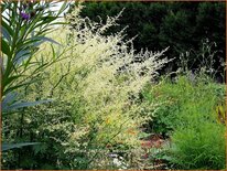 Artemisia lactiflora 'Weiße Dame'