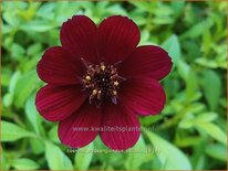 Cosmos atrosanguineus 'Eclipse'