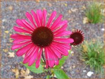 Echinacea purpurea 'JS Stiletto'