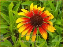 Echinacea purpurea 'Parrot'