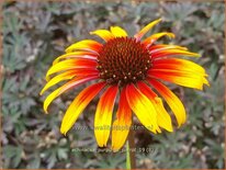 Echinacea purpurea 'Parrot'