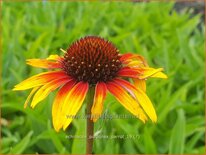 Echinacea purpurea 'Parrot'