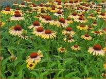 Echinacea purpurea &#39;Rainbow Apricot&#39;