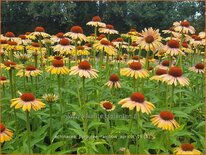 Echinacea purpurea &#39;Rainbow Apricot&#39;