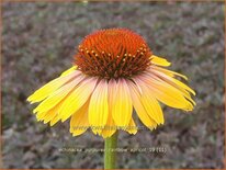 Echinacea purpurea &#39;Rainbow Apricot&#39;