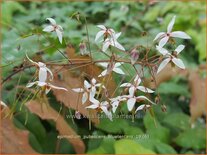 Epimedium pubescens 'Blütentanz'