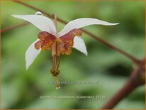 Epimedium pubescens 'Blütentanz'