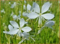 Gaura lindheimeri &#39;Snowbird&#39;