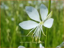 Gaura lindheimeri &#39;Snowbird&#39;