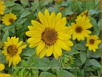 Helianthus decapetalus 'Suncatcher Pure Gold'