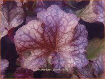 Heuchera &#39;Rex Purple&#39;