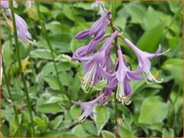 Hosta 'Allan P. McConnell'