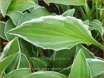 Hosta 'Allan P. McConnell'