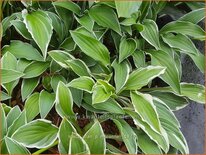 Hosta 'Allan P. McConnell'