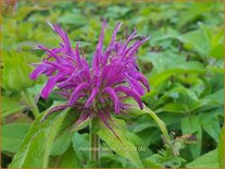 Monarda 'Balmy Lilac'